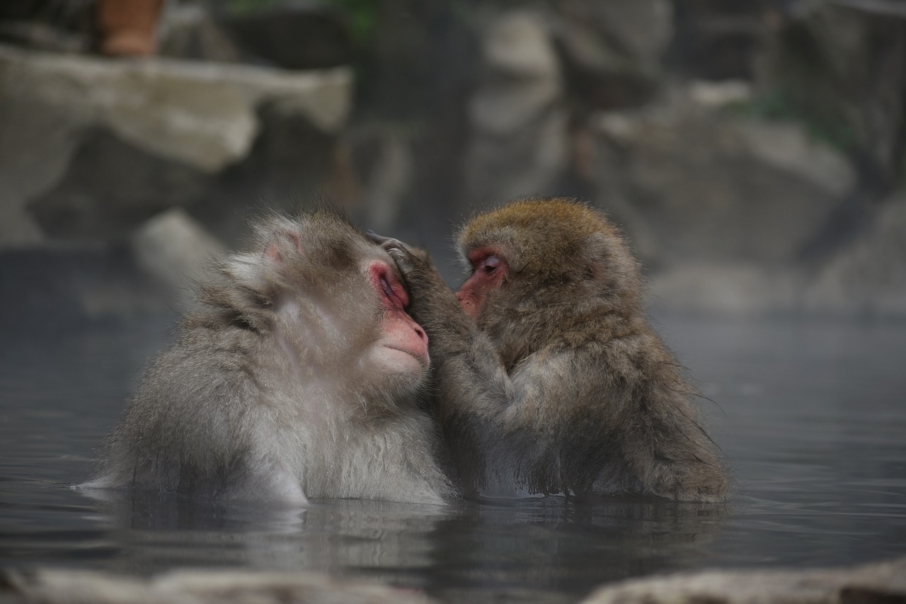 猿が温泉に入っている写真